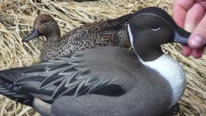 Обзор премиальных чучел Softplast ALFA AH-6 шилохвость