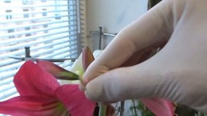 Опыление Гиппеаструма