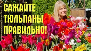 ВСЕ ДОПУСКАЮТ ОШИБКИ! Как ЭФФЕКТНО ПОСАДИТЬ ТЮЛЬПАНЫ осенью!