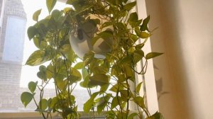 How To Grow a Pothos Indoors in a hanging planter