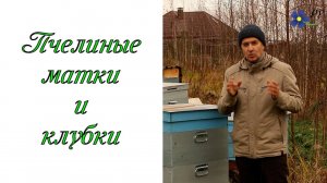 Клубки и пчелиные матки