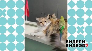 Попугай добивается внимания кошки. Видели видео? Фрагмент выпуска от 22.11.2020