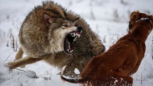 Охота на волков