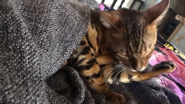 Котик умывается смотреть онлайн