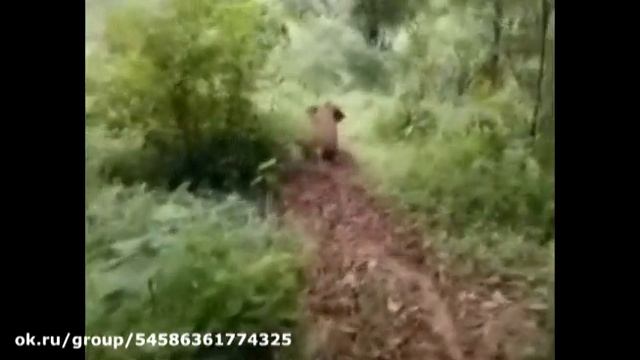 Слоники тоже любят кататься с горки смотреть онлайн