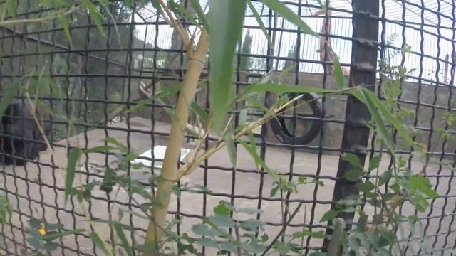 Маша в зоопарке "Сказка". Гималайский медведь. Ялта 2016 смотреть онлайн