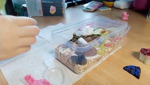 Уход и содержание божьих коровок