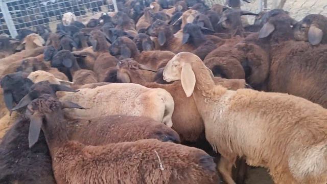 Гиссарские бараны. Гиссарские ягненки 2021года. (не для продажи)
