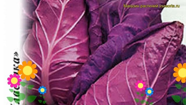 Капуста краснокочанная Калибос. Краткий обзор, описание характеристик brássica olerácea смотреть онлайн