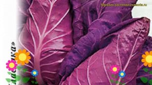 Капуста краснокочанная Калибос. Краткий обзор, описание характеристик brássica olerácea