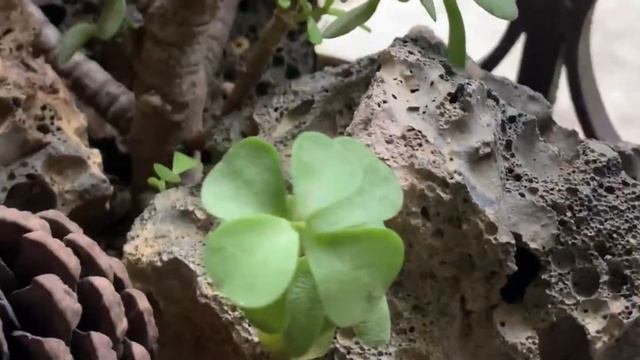 Five bonsai looking succulents / बोनसाई के जैसे दिखने वाले पाँच सक्युलेंट #succulents #crassulaovat смотреть онлайн