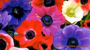 Анемона обыкновенная Де Кан Смесь окрасок ? обзор: как сажать, луковицы анемоны Де Кан Смесь окрасо