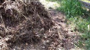 Нашествие змей.