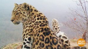 Дальневосточный леопард вернулся! Доброе утро. Фрагмент выпуска от 21.02.2022