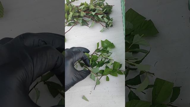 Черенкование спиреи и барбариса! смотреть онлайн