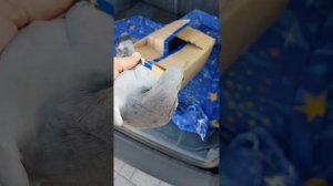 спортивные  голуби. потеряшки.