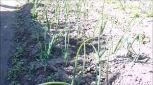 Желтеет лук , чем подкормить.