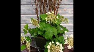 Мастер-класс по созданию интерьерной/праздничной композиции из цветов. Пошаговая инструкция