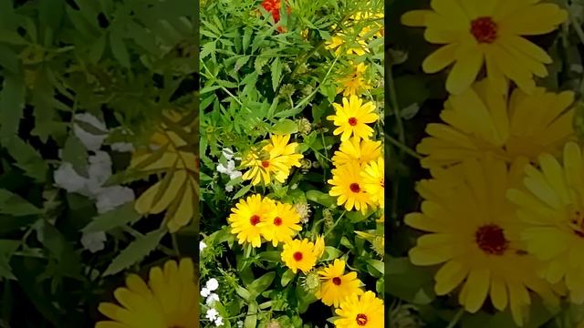 Ромашка и календула в цветнике.?