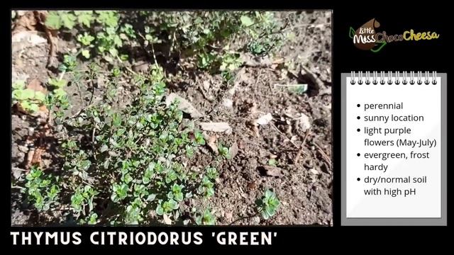 Lemon Thyme Plant Ground Cover Thymus Citriodorus Frost Hardy Evergreen Perennial | Edible Herb смотреть онлайн