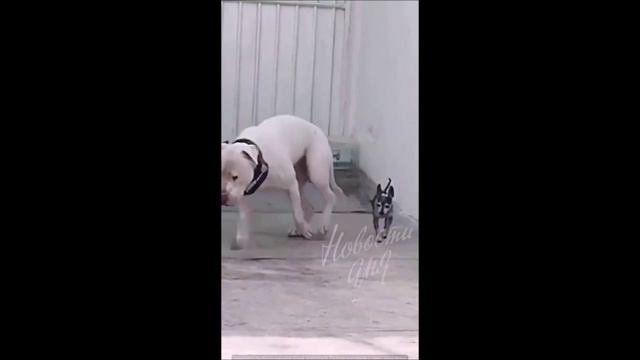 ЯШКА