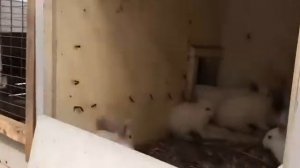 Обзор кроликофермы «кролик толик»