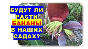 Будут ли расти бананы в наших садах?