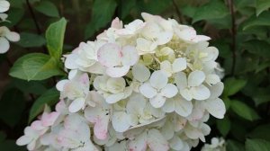 Цветение метельчатой гортензии ДАЙМОНД РУЖ (Подмосковье).