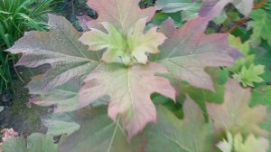 Гортензия Снежинка - листья просто завораживают размером и осенними красками. Hydrangea Snowflake.