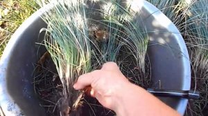 ДАЧА ) КАК Я РАЗМНОЖАЮ ОВСЯНИЦУ