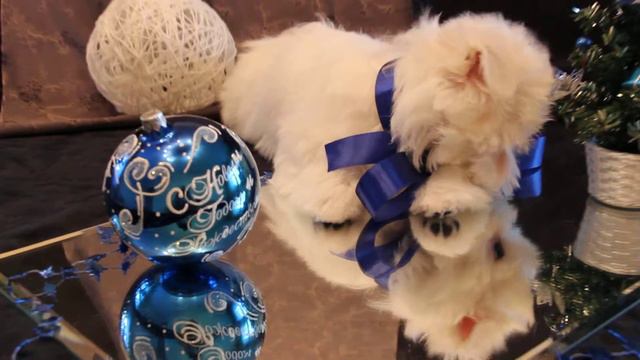 Maltese puppy Mystic Paradise maltese kennel смотреть онлайн