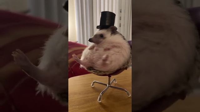 Ёж Дона Корлеоне
