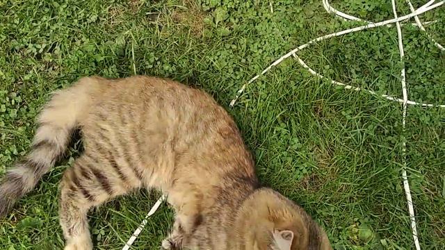 Что будет если найти кошачий хвост у себя в саду смотреть онлайн