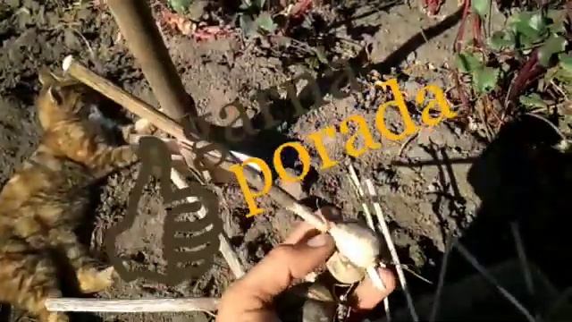 Основные правила посадки чеснока на зиму: после каких растений, на какую глубину, с каким интервало смотреть онлайн