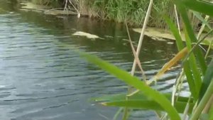 Ловля окуня днем на червя