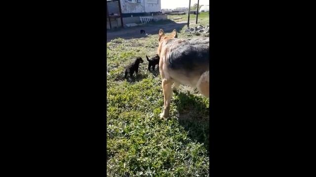 Отдам в добрые руки щенков дворняжек