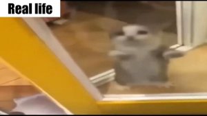 Шни шна шнапи все версии в одном