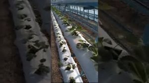 Первый результат по выращиванию малообъемной технологии клубники
