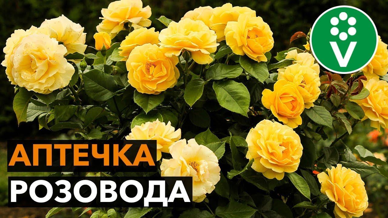 Как вырастить здоровые и красивые розы? Советы эксперта