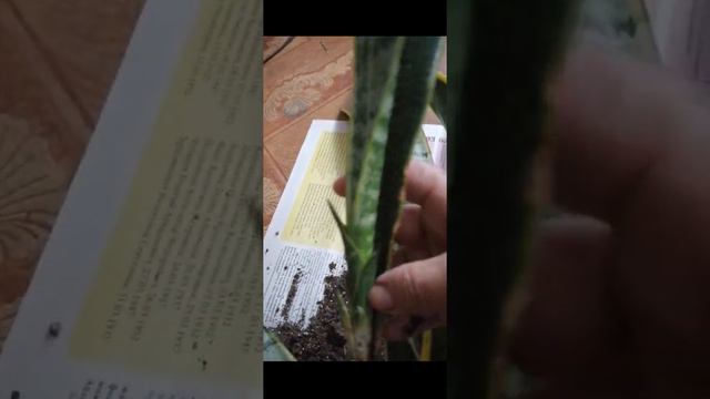 Моя САНСИВЕРИЯ и её детки, Три Прекрасных близнеца 1.07.2022 смотреть онлайн