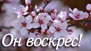 Он ВОСКРЕС! Холодная могила не смогла сдержать... Красивая песня на Пасху МСЦ ЕХБ
