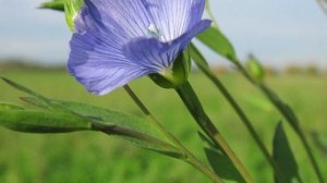 ЧТО БУДЕТ если СЕМЯ ЛЬНА есть КАЖДЫЙ ДЕНЬ