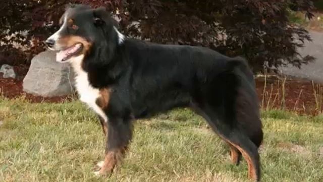 Породы собак Английская овчарка смотреть онлайн