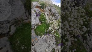 Гипсофила ползучая