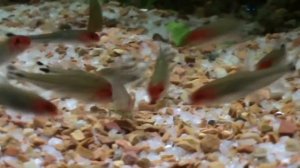 неудачная попытка посадки Элеохарис ''Парвула'' в аквариум