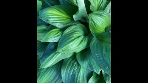 Hosta POTOMAC GLORY (Хоста ПОТОМАК ГЛОРИ) https://instagram.com/biysksadhost?utm_medium=copy_link