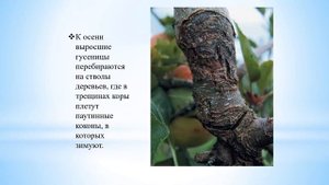 Яблонная плодожорка биология 8 кл