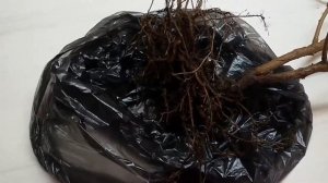 Фуксии в саду. Отправляю на зимовку фуксии, растущие в открытом грунте. Как сохранить фуксии зимой.