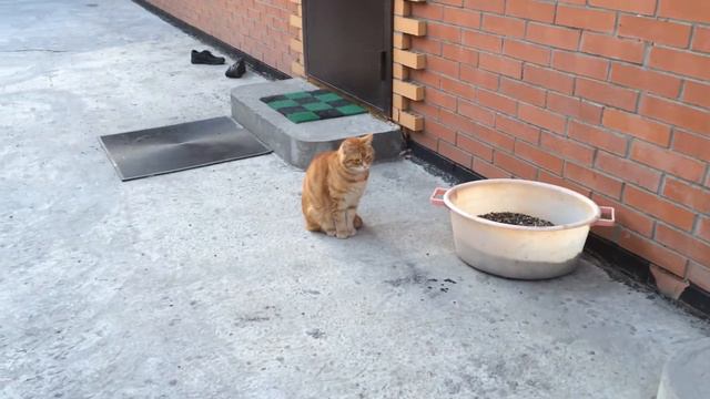 Овчарка съела кота смотреть онлайн