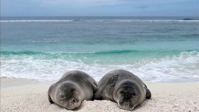 Подкаст№0тюлень монах смотреть онлайн